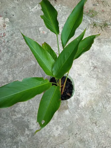 PLANTA Ave do paraiso ou Guará.Altura 16 cm.