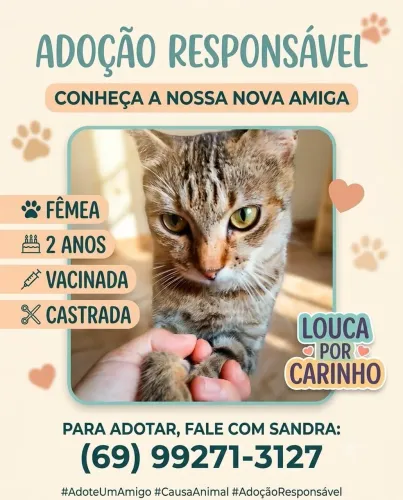 Linda gatinha disponível para doação responsável.