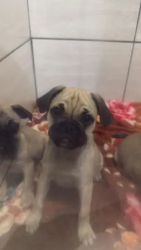 Filhote da raça PUG 3 macho 1 fêmia