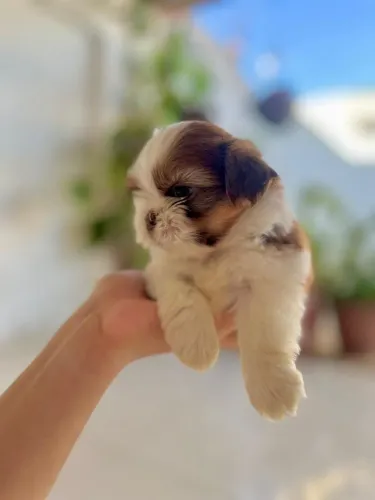 FILHOTE DE SHIHTZU MINI 