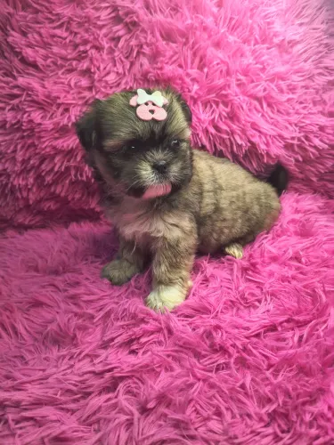 VD Shih tzu fêmeas com vacina p entrega