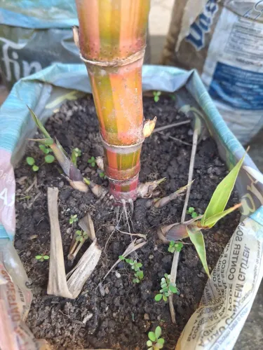 Muda  de  cana  caiana 