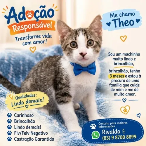 Gatinho Macho para Adoção Responsável 3 meses