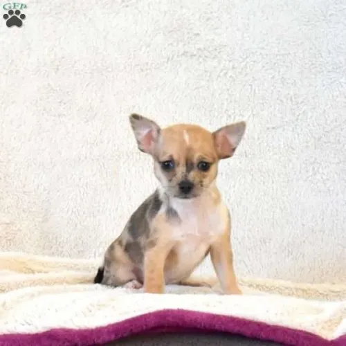 Chihuahua Macho/Fêmea - Entrega Hoje