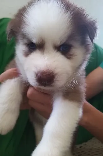 Filhotes de Husky Siberiano puro sangue.