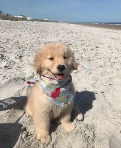 Cachorro