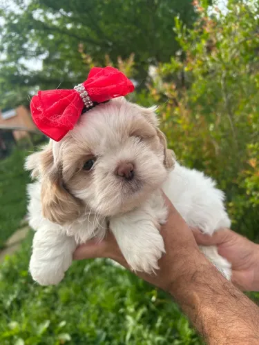 Shihtzu