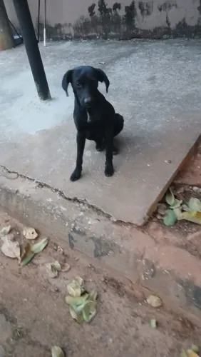Cãozinhos para adoção