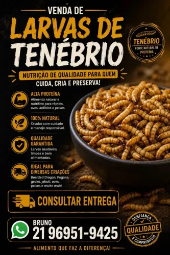 Tenebrio gigante
