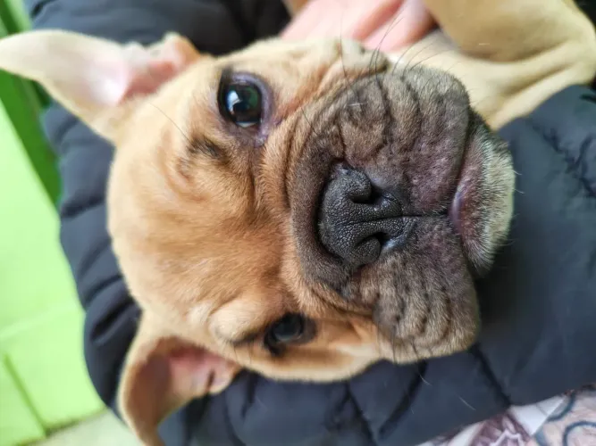 Vendo filhote de Bulldog Inglês 