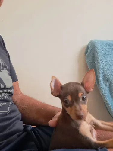 Excelente companhia Ideal para apartamento filhote de pinscher machinho chocolate