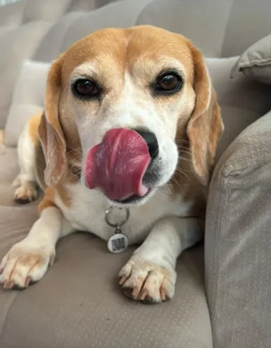 Beagle tricolor fêmea 5 anos não castrada 