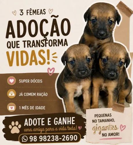 Cachorro - Filhotes