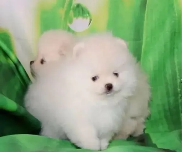 Lulu da pomerânia disponível para retirada