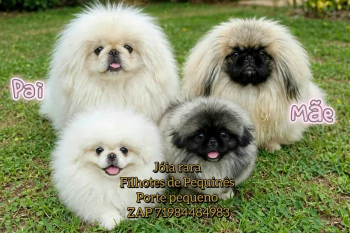 Perfeitos e raros filhotes de pequinês porte pequeno com pedigree já vacinados adquira já