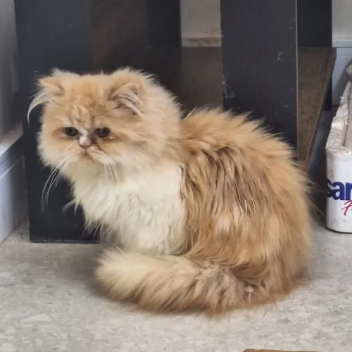 Gato persa filhotes com pedigree 