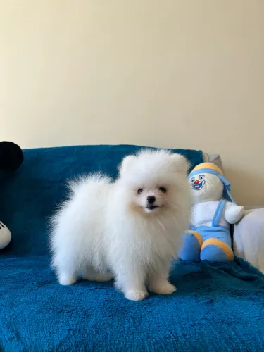 Linda filhote lulu da pomerânia
