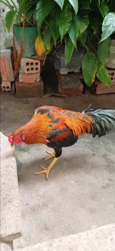 Galo bonito novo