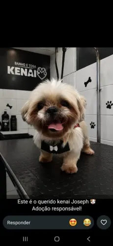 Shih tzu
