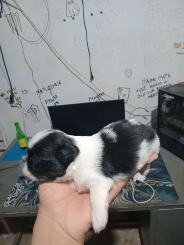 FILHOTES DE SHINTZU MINI