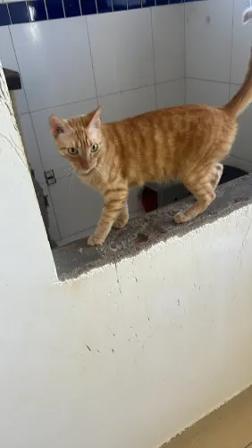 Gatos para adoção