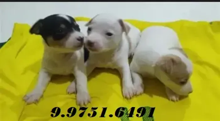 otimos para toda a familia , bem  pequenos
