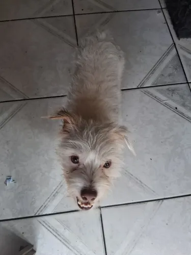 Cachorro doação 