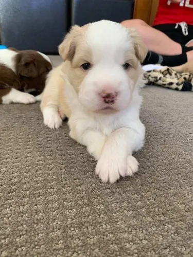 Border collie excelente origem