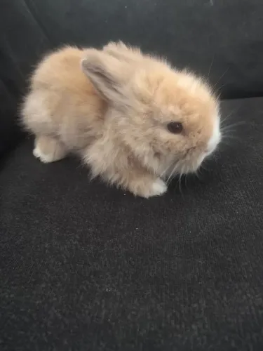 COELHOS MINI LION