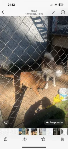 Doa-se dois cachorros preciso doar urgente