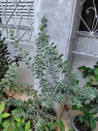Chuva de prata - (Leucophyllum frutescens) - (90 cm altura x 90 cm largura ) vendo muda
