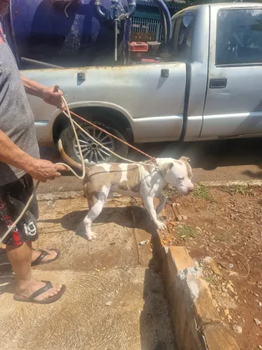 Pitmosnter disponível pra cruza
