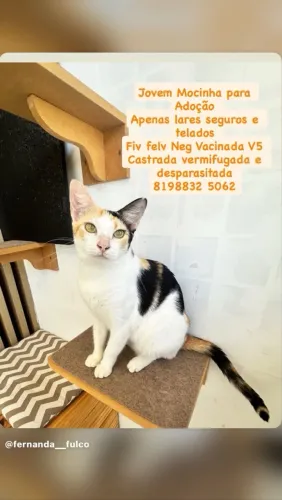 Para adoção gato
