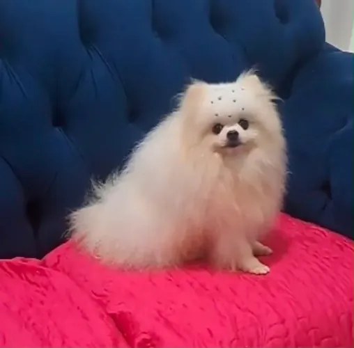 Spitz alemão anão Macho Adulto Lulu da Pomerânia