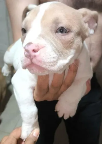 Vende-se American bully exótic