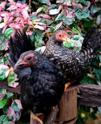 Filhotes Casal Mini Galinze Chabo Nagazaki 