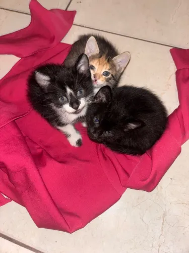 Gatos filhotes adoção