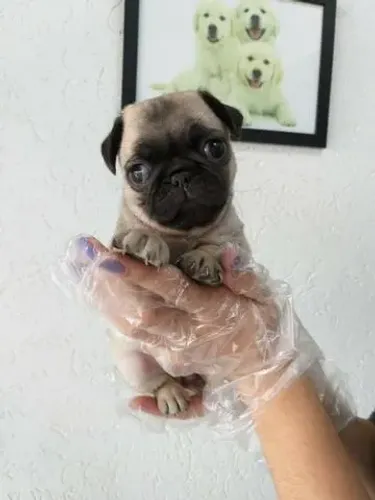 Pug - Prepare o coração para essa fofura!
