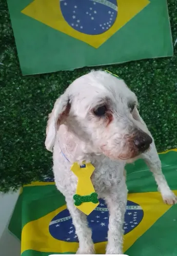 Adoção responsável Poodle Macho