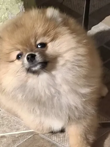 Lulu da Pomerania ou Spitz Alemão