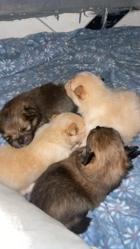 Filhote de spitz alemão (Lulu da pomerania)