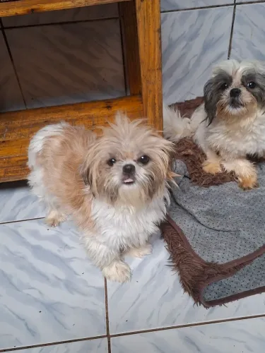 Cachorro shiatsu