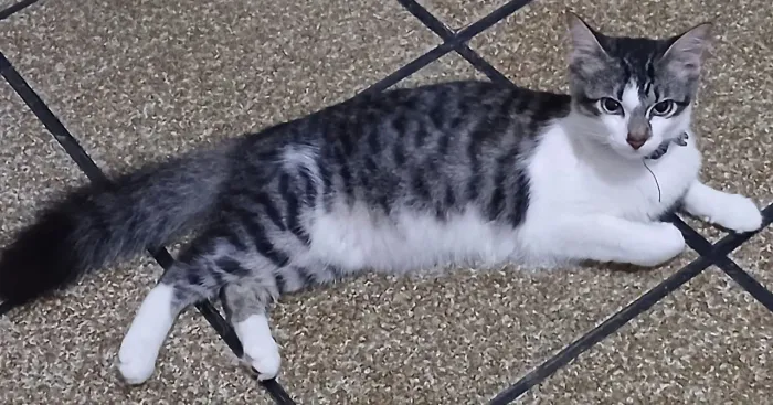 Gatinha para adoção responsável