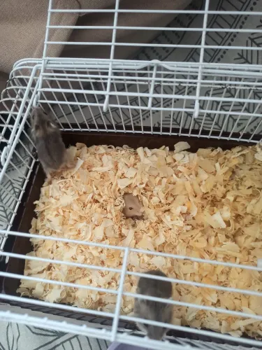 Vende-se hamster anão russo (filhotes) 