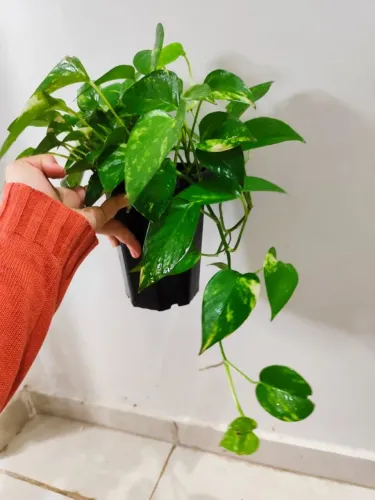 Planta Jiboia- porte médio