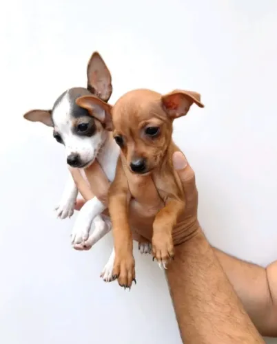 Pinscher lindo 
