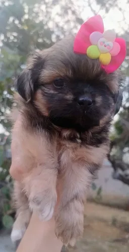 SHITZU FEMEA DOURADA
