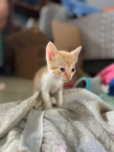 Gatinha laranja