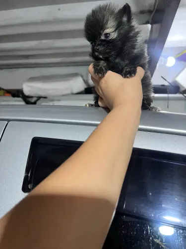 Filhotes de Lulu da Pomerânia micro 