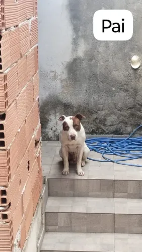 Filhote de American pitbull Terrier
